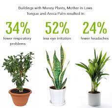 26 Best Indoor Plants For Your Home