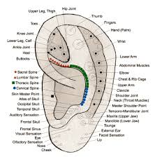 What Is Auricular Acupuncture Shuswap Acupuncture