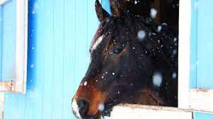 winter horse care fact check and myths