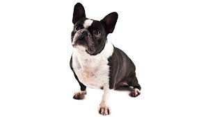 Shy/timid at first but adjusts easily. Frenchton Mixed Dog Breed Pictures Characteristics Facts