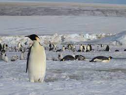 ESA - Emperor penguins