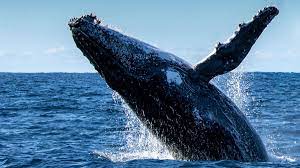 bigger threat to whales than oil spills
