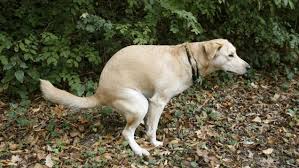Image result for shit dog lawn