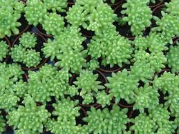 Sedum hirsutum (Hairy Stonecrop) | World of Succulents | Sedum ...