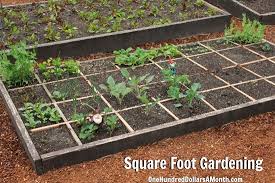 Square Foot Gardening Potatoes