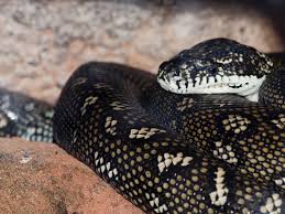 herp queries carpet python or diamond