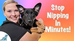 There may come a time when they're in pain or fearful, and again, if they continue to nip, stop the play session immediately. How To Stop Your Puppy From Biting Professional Dog Training Tips Youtube