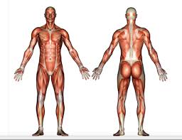 1 answer tarik apr 10, 2016 Major Muscles Of The Body Diagram Quizlet