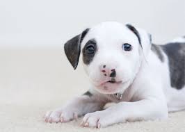 puppy breeds american pit bull terrier