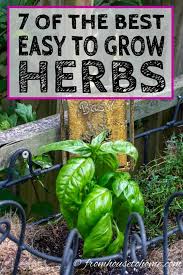 Easy To Grow Herbs 10 Of The Best