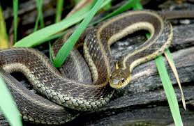 Garter snakes live in forests, vacant lots, fields, pastures, wet meadows and marshes and eat fish, amphibians, young birds, earthworms, slugs and. 20 Types Of Garter Snakes How To Identify These Garden Snakes Everything Reptiles