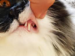 They look like beauty spots. Hello I M A Bit Concerned My Cats Gums Are Too Pale She Is Playful Has A Healthy Appetit 1 Year Old Spayed British Longhaired Cat Petcoach