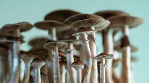 magic mushrooms grow in man s blood