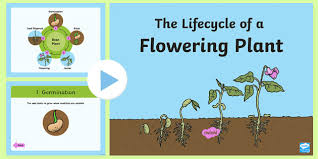 life cycle of a plant ks1 powerpoint