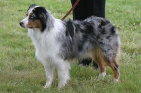 We did not find results for: Miniature American Shepherd Puppies For Sale From Reputable Dog Breeders