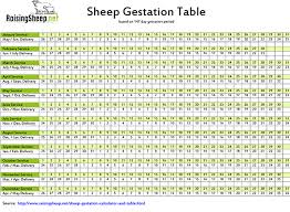 Sheep Gestation Calculator Related Keywords Suggestions