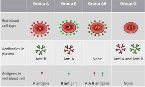 blood group antibos creative