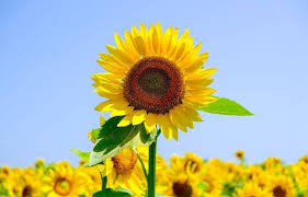 spiritual meaning symbolism of sunflowers