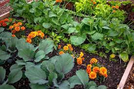 when and how to plant marigold seeds