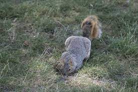 deter squirrels from digging up bulbs