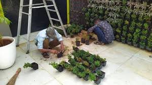 Natural Vertical Garden Maintenance Service