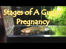 Stages Of A Guppy Pregnancy