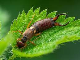 earwigs are perfect garden pest control