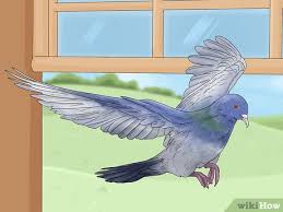 how to get rid of pigeons 17 safe