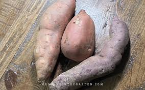 sweet potato slips