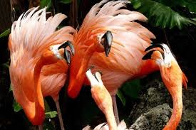 flamingo gardens is one of the very