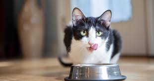 How Much Wet Food Should I Feed My Cat Purina