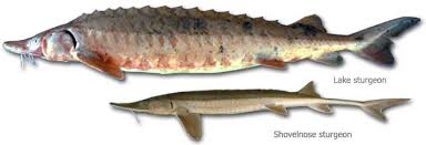 Fishes Of Wisconsin Sturgeon Wisconsin Dnr