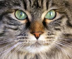 can a cat s eyes change color find out