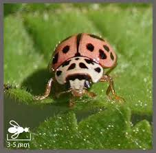 coccinelle rose oenopia conglobata