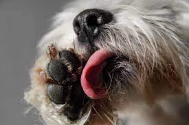 why do dogs lick their paws what does