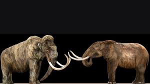Whats The Difference Between A Mammoth And A Mastodon