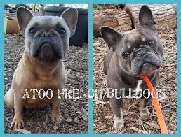 See more of north texas french bulldogs on facebook. Texas French Bulldog Breeders Blue Chocolate Lilac Pied Puppies