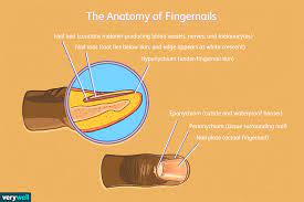 growth of fingernails and toenails