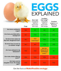 Re Thinking Eggs Animals Australia