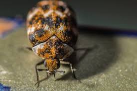 what causes you to get carpet beetles