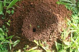 how to get rid of ants 11 best natural