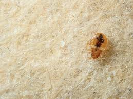 can bed bugs live in carpet how to