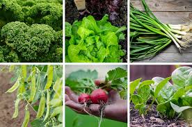The Top 12 Veggies To Plant In Autumn