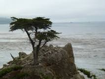 Lone Cypress de Pebble Beach | Horario, Mapa y entradas 3