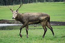 Deer Wikipedia