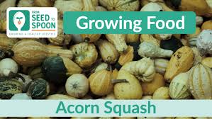 Acorn Squash How To Grow And When To