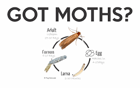 wool moths pesky pests omaha s rug