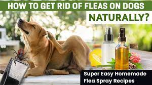4 easy diy flea sprays for dogs you can