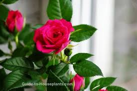Growing Miniature Roses Indoors