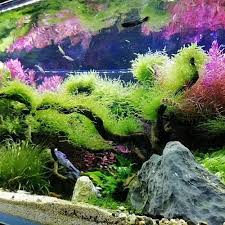 plastic aquatic plant java moss